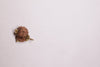 An energized Gauri Shankar Rudraksha bead encased in a decorative silver cap and suspended from a red silk thread for wearing as a spiritual pendant