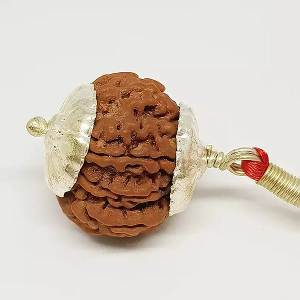 8 Faced Rudraksha