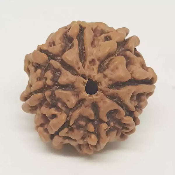 8 Faced Rudraksha