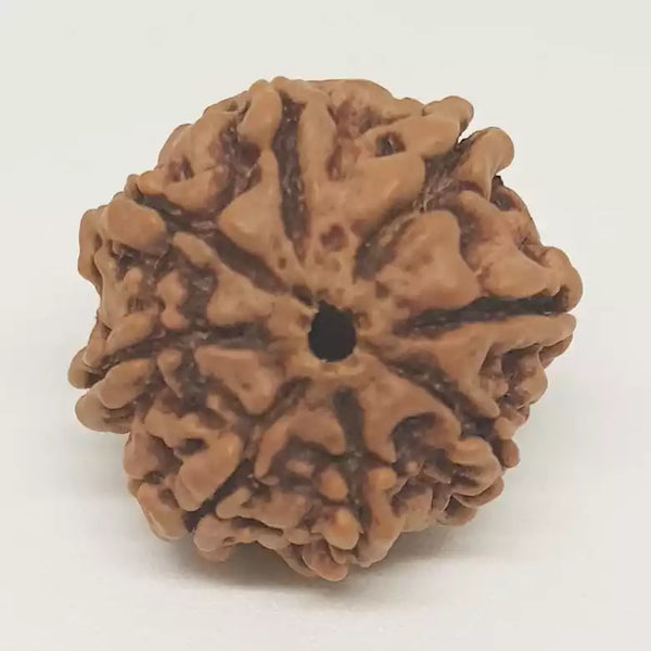 8 Faced Rudraksha