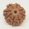 8 Faced Rudraksha