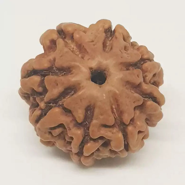8 Faced Rudraksha
