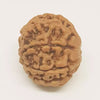 8 Faced Rudraksha