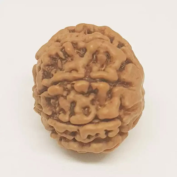 8 Faced Rudraksha