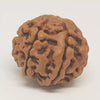8 Faced Rudraksha