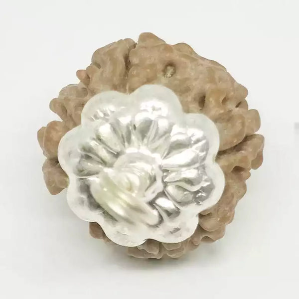 4 Faced Rudraksha – Nepal