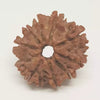 9 Faced Rudraksha