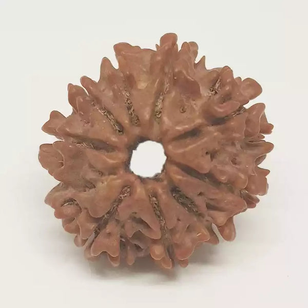 10 Faced Rudraksha Ind