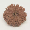 9 Faced Rudraksha