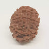 9 Faced Rudraksha