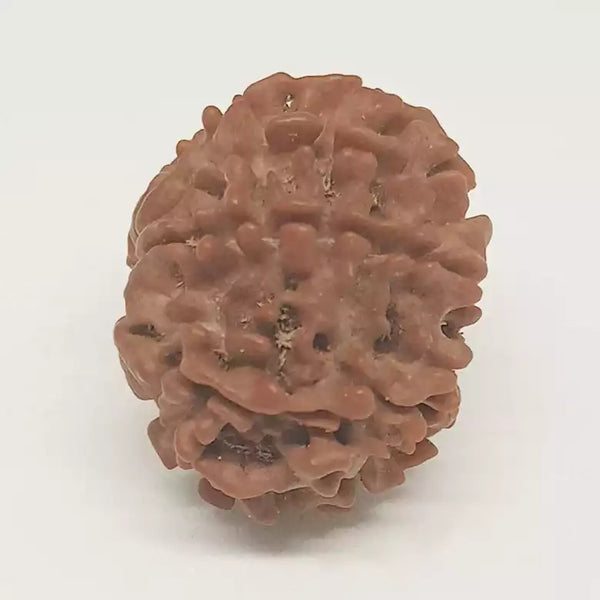 9 Faced Rudraksha