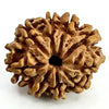 9 Faced Rudraksha