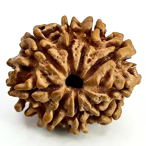 9 Faced Rudraksha