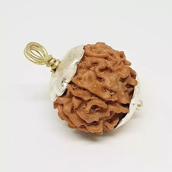 7 Faced Rudraksha – Nepal
