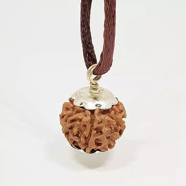 7 Faced Rudraksha – Nepal
