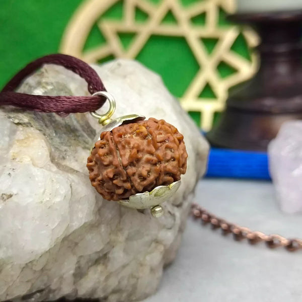 7 Faced Rudraksha – Nepal