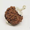 6 Faced Rudraksha – Nepal