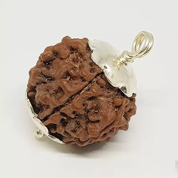 6 Faced Rudraksha – Nepal
