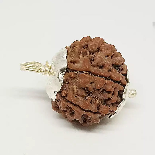 6 Faced Rudraksha – Nepal