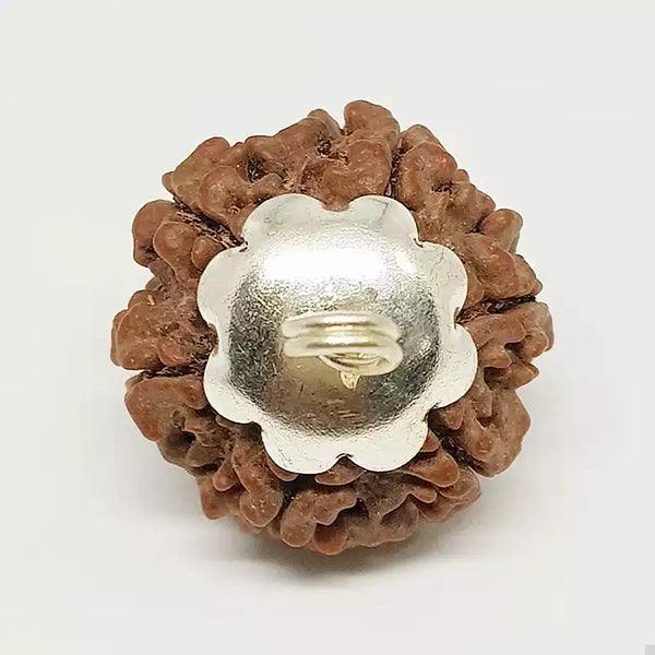 6 Faced Rudraksha – Nepal