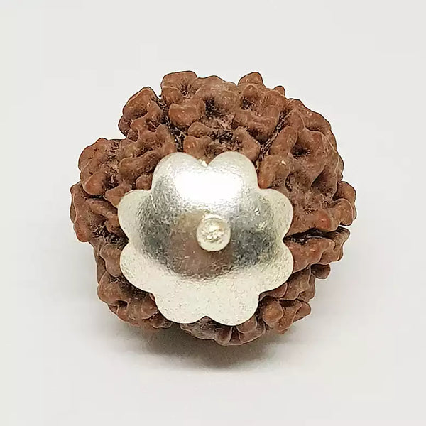 6 Faced Rudraksha – Nepal