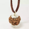6 Faced Rudraksha – Nepal