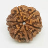 6 Faced Rudraksha – Nepal