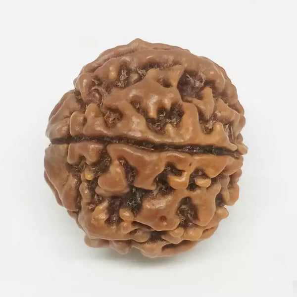 6 Faced Rudraksha – Nepal