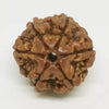 6 Faced Rudraksha – Nepal