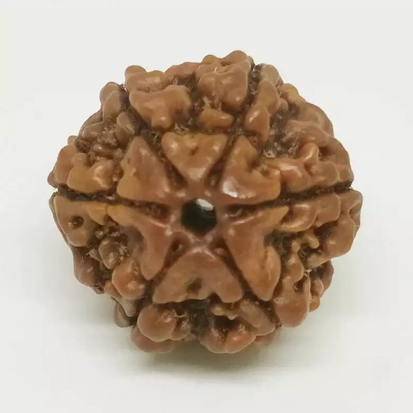 6 Faced Rudraksha – Nepal