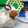 6 Faced Rudraksha – Nepal