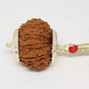 10 Faced Rudraksha Ind