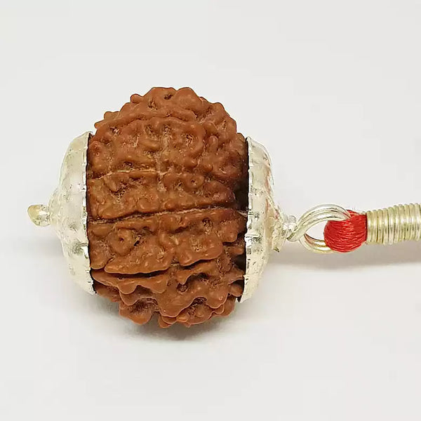 10 Faced Rudraksha Ind