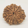 10 Faced Rudraksha Ind