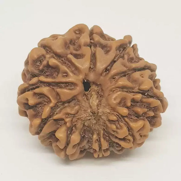 10 Faced Rudraksha Ind