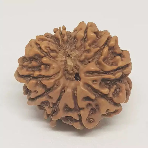 10 Faced Rudraksha Ind