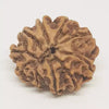 10 Faced Rudraksha Ind
