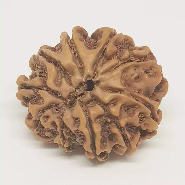 10 Faced Rudraksha Ind