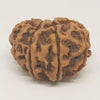 10 Faced Rudraksha Ind