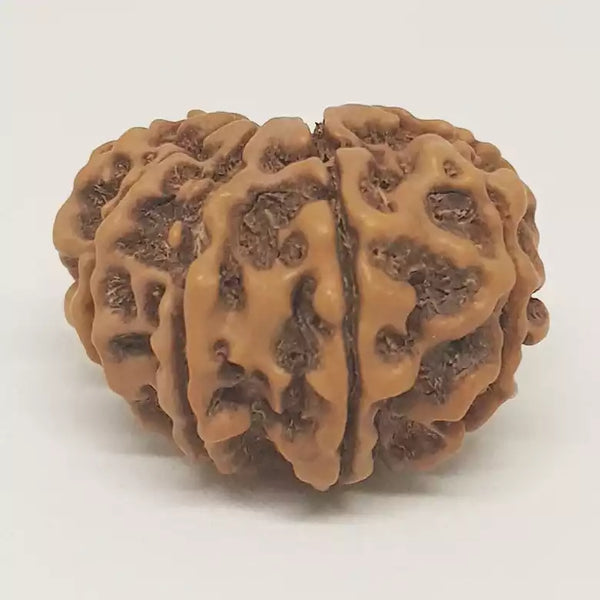 10 Faced Rudraksha Ind