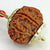 10 Faced Rudraksha Ind