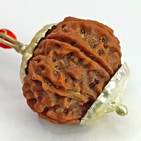 10 Faced Rudraksha Ind