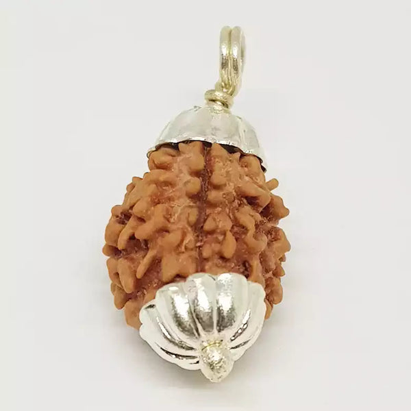 3 Faced Rudraksha – Nepal