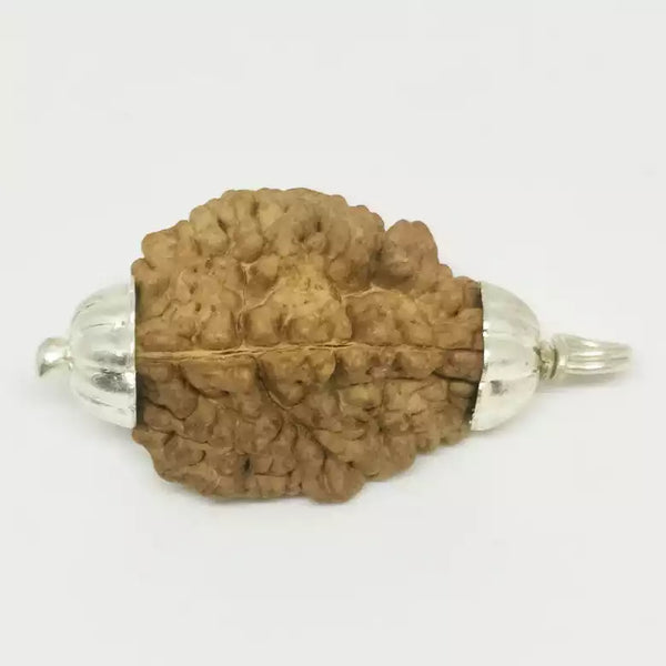 2 Faced Rudraksha – India
