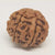 8 Faced Rudraksha