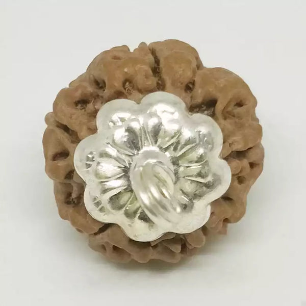 5 Faced Rudraksha – Nepal