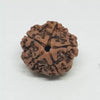 5 Faced Rudraksha – Nepal