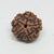 5 Faced Rudraksha – Nepal