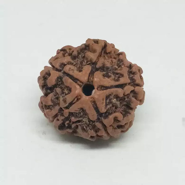 5 Faced Rudraksha – Nepal