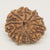 10 Faced Rudraksha Ind